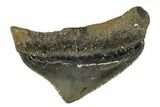 Serrated, Juvenile Megalodon Tooth - Georgia #115726-1